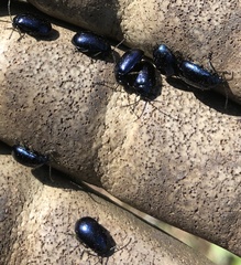 Agelastica alni