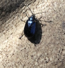 Agelastica alni