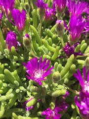 Delosperma cooperi