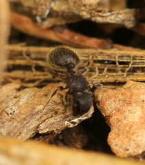 Meranoplus peringueyi