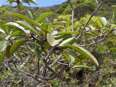 Pichonia daenikeri