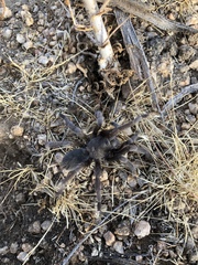 Aphonopelma joshua
