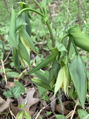 Uvularia