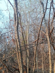 Piptadenia retusa
