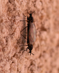 Scatopse notata