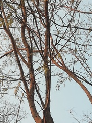 Piptadenia retusa