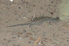 Ichthyosaura alpestris alpestris
