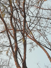 Piptadenia retusa
