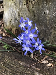 Scilla luciliae