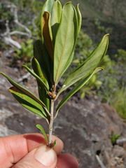 Planchonella koumaciensis