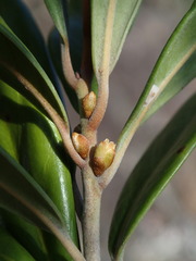 Planchonella koumaciensis