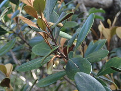 Planchonella serpentinicola