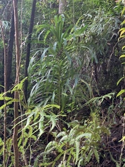 Pandanaceae