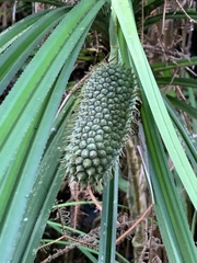 Pandanaceae