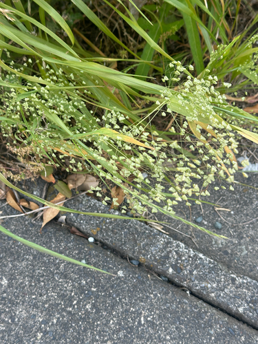 Little quaking-grass