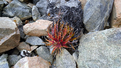 Deuterocohnia chrysantha, photograph (c) Jorge Muñoz Camadro, some rights reserved (CC BY)