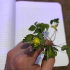 Potentilla indica