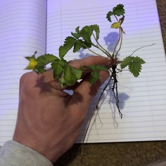 Potentilla indica
