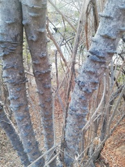 Piptadenia retusa
