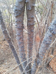 Piptadenia retusa
