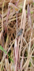 Sarcophagidae