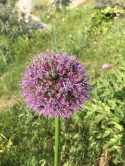 Allium sewerzowii
