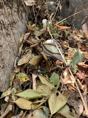 Polyura eudamippus