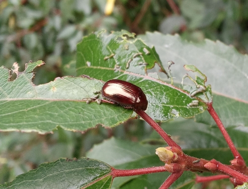 Sericoides viridis