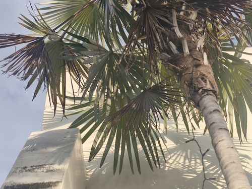 Coccothrinax readii, photo 14