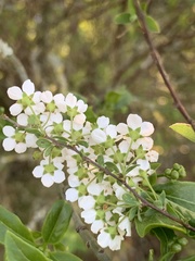 Spiraea cinerea