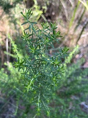 Cassinia aculeata
