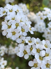 Spiraea cinerea