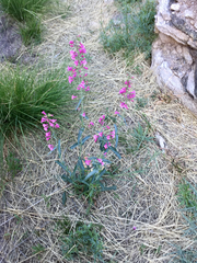 Penstemon parryi