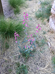 Penstemon parryi