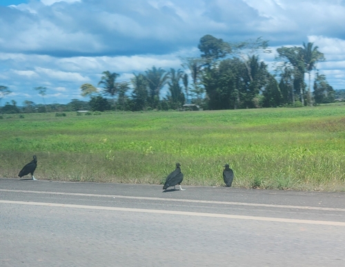 Black Vulture