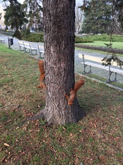 Sciurus vulgaris