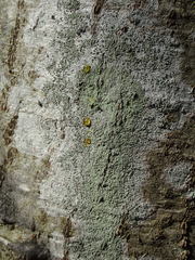 Lecanora expallens