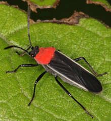 Nicuesa speciosa