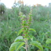 Acalypha variabilis 2