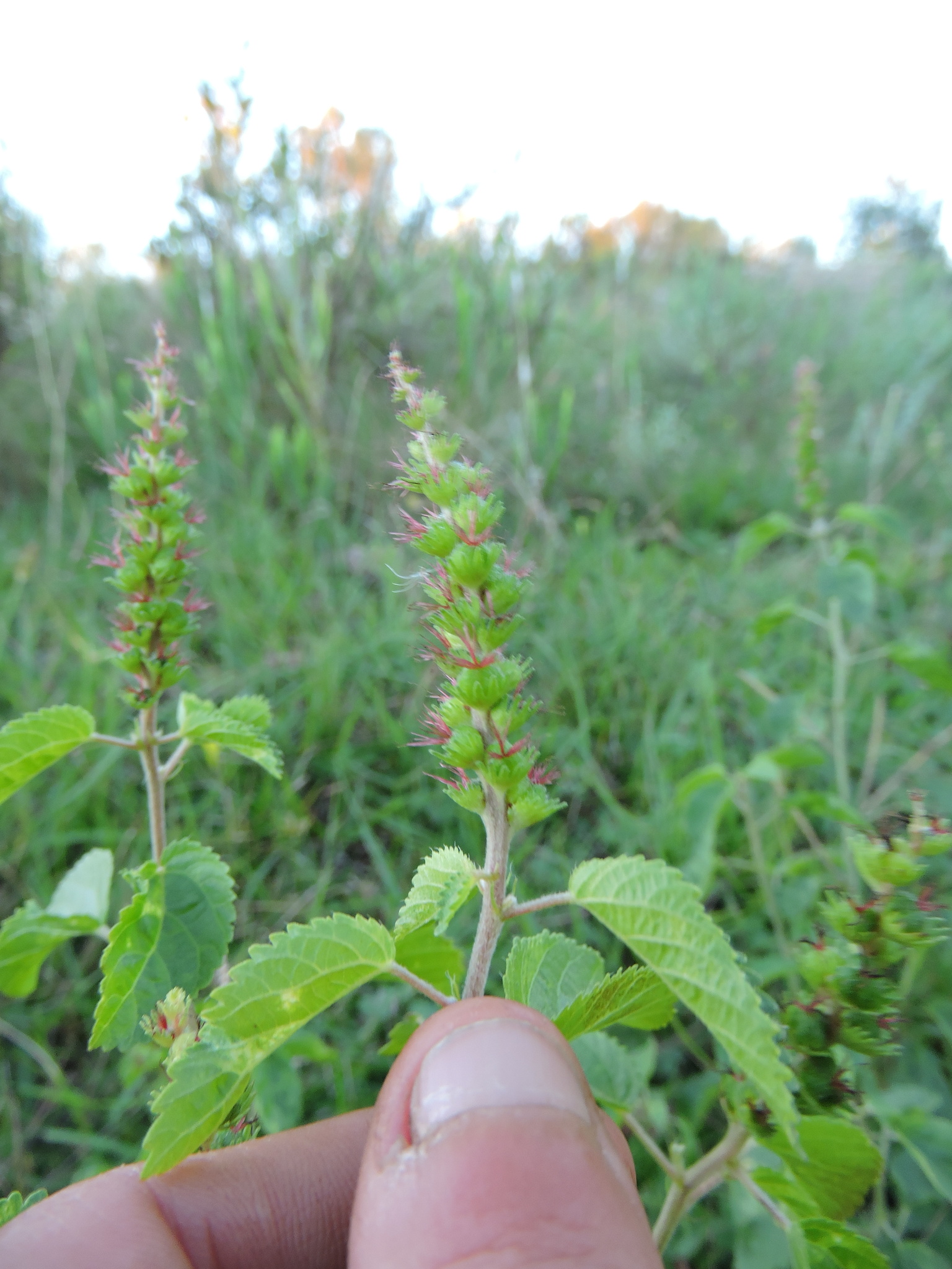 Acalypha variabilis