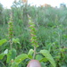 Acalypha variabilis