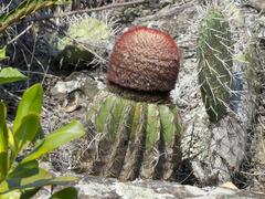Melocactus andinus hernandezii