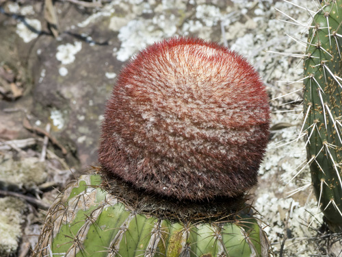 Melocactus andinus