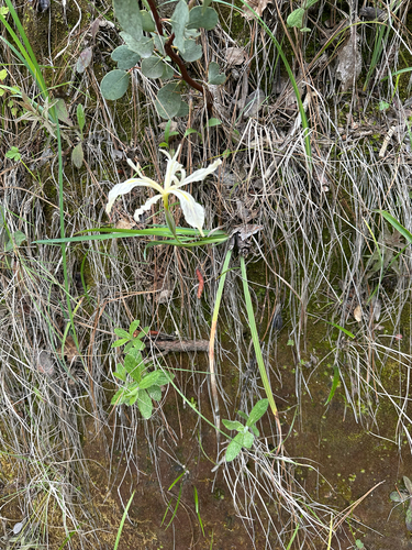 Iris tenuissima, photograph 4