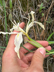 Iris tenuissima, photograph (c) Kyle Elshoff, some rights reserved (CC BY)