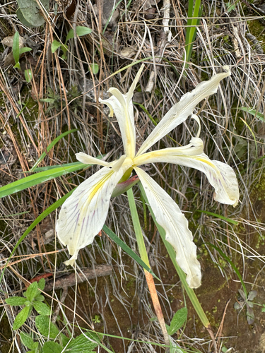 Iris tenuissima, photograph 3