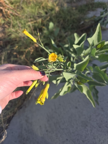 tree tobacco