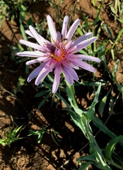 Tragopogon marginifolius