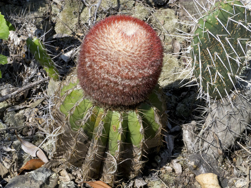 Melocactus andinus