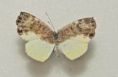 Catocyclotis